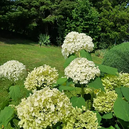 Górski W Lipowej W Beskidzie żywieckim Alojamento de Turismo Selvagem Lipowa
